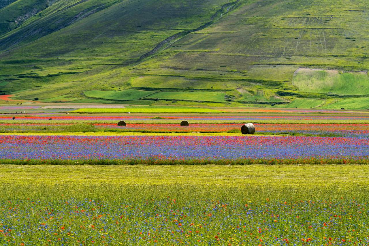 LA FIORITURA DI CASTELLUCCIO DI NORCIA, FOLIGNO E RASIGLIA